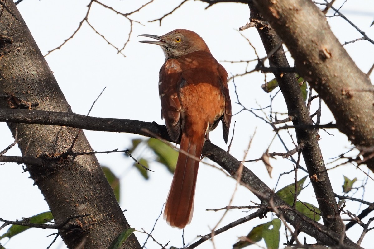 דשוש חום - ML644776595