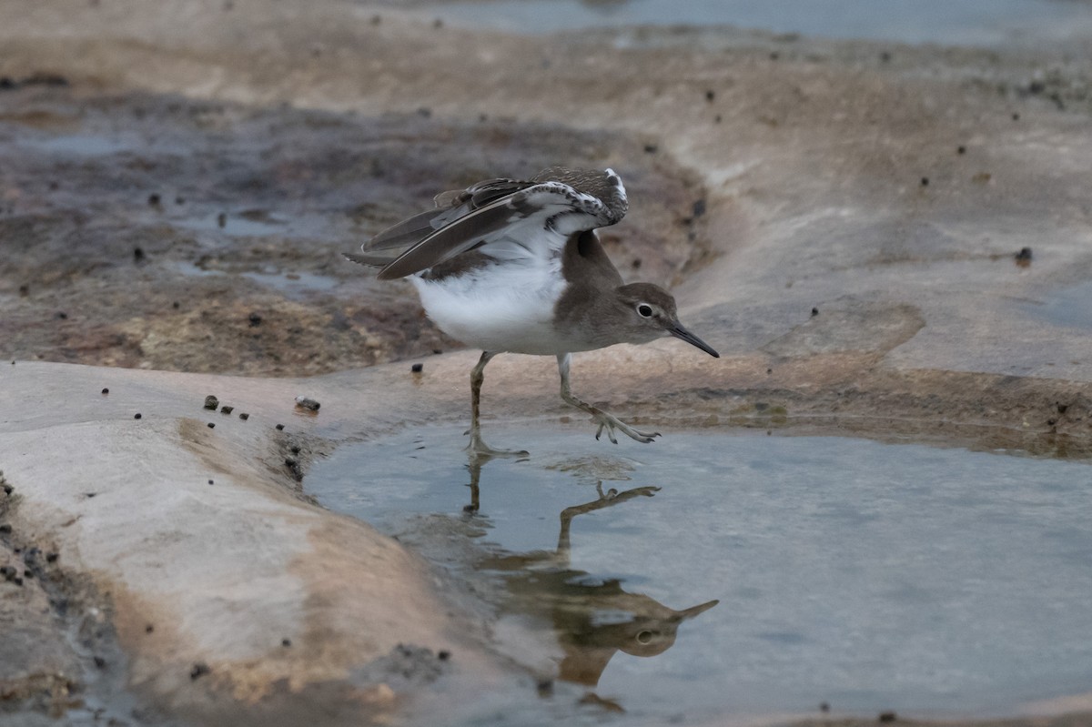 pisík obecný - ML644776613