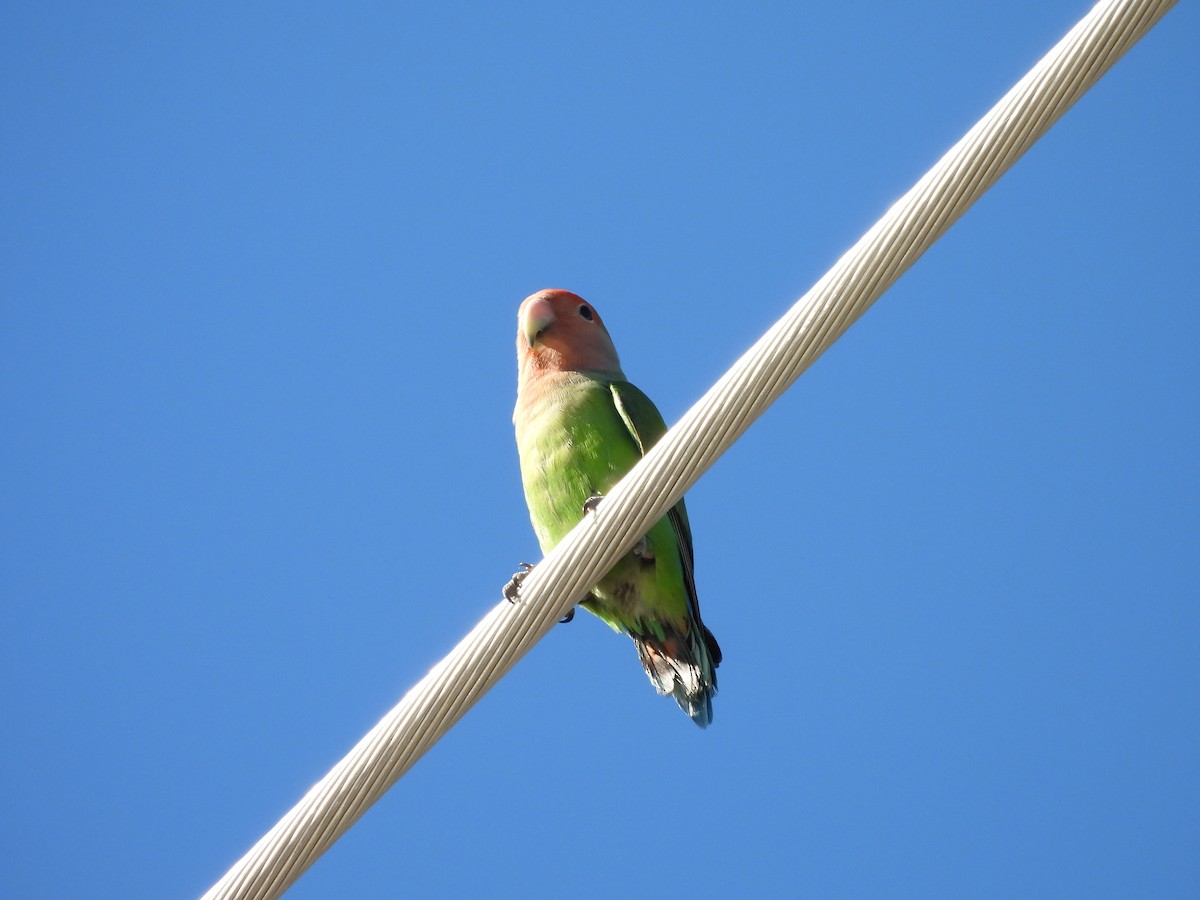 コザクラインコ - ML644776618