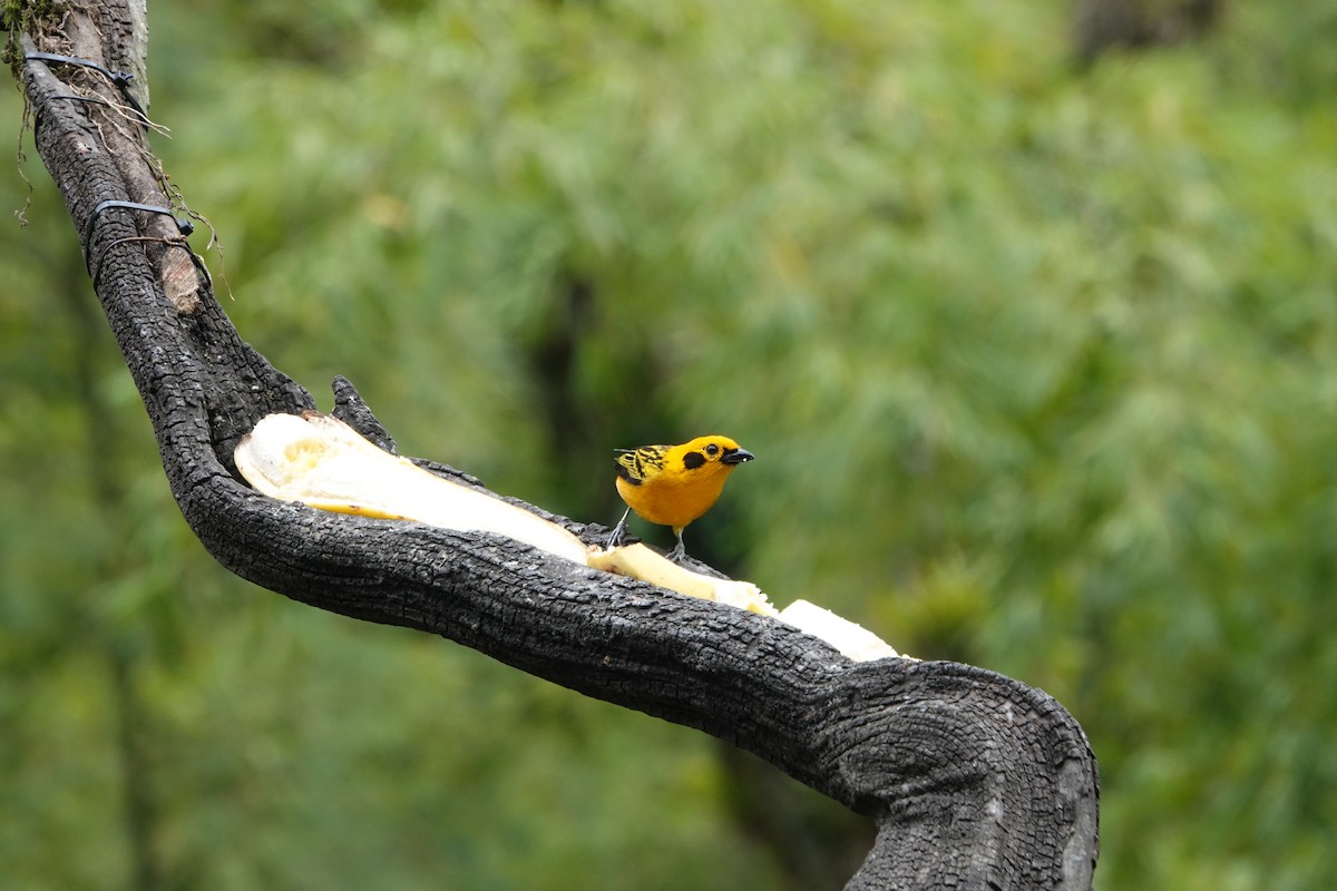 キンイロフウキンチョウ - ML644776621