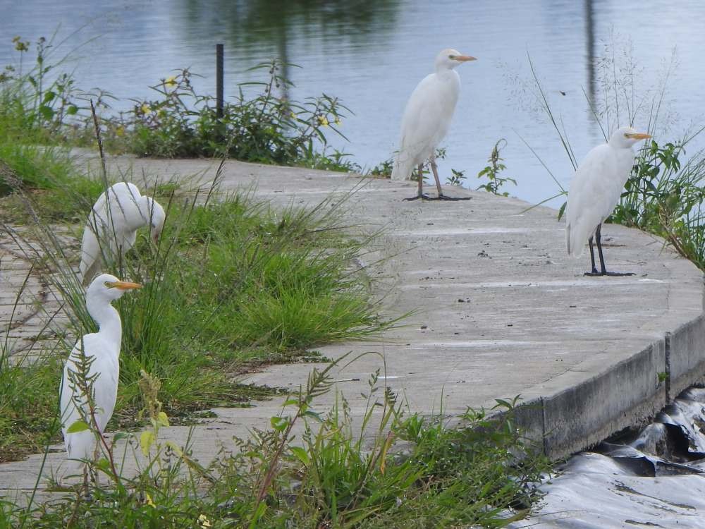 ニシアマサギ - ML644776624