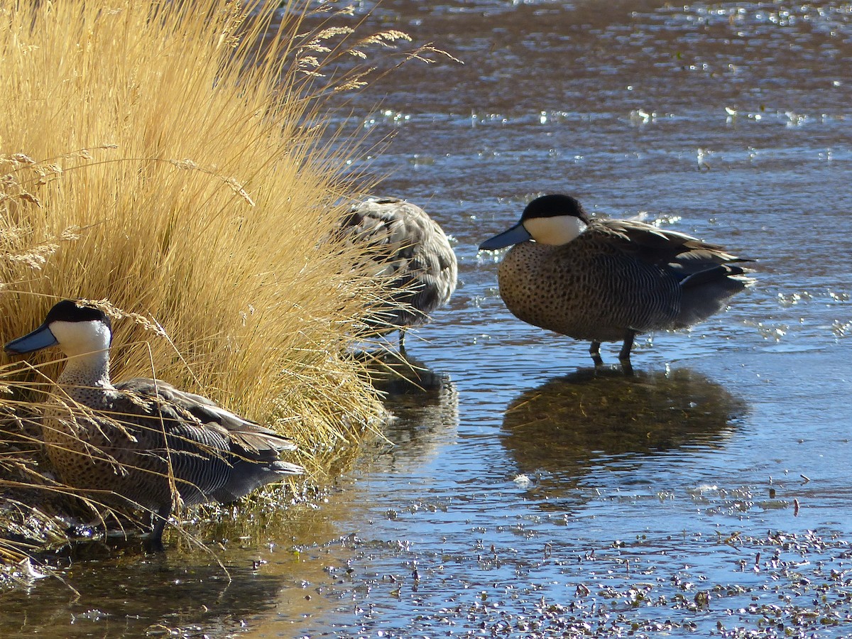 プナシマアジ - ML644776625