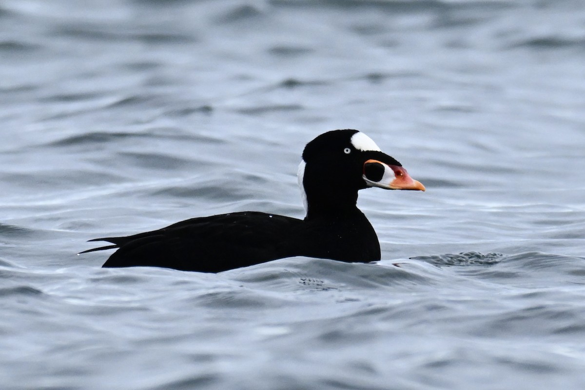 アラナミキンクロ - ML644776627