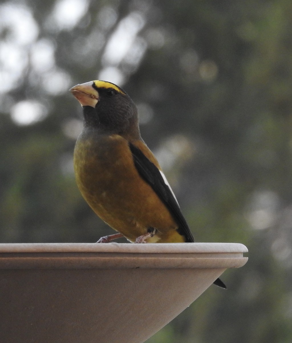 キビタイシメ - ML644776629