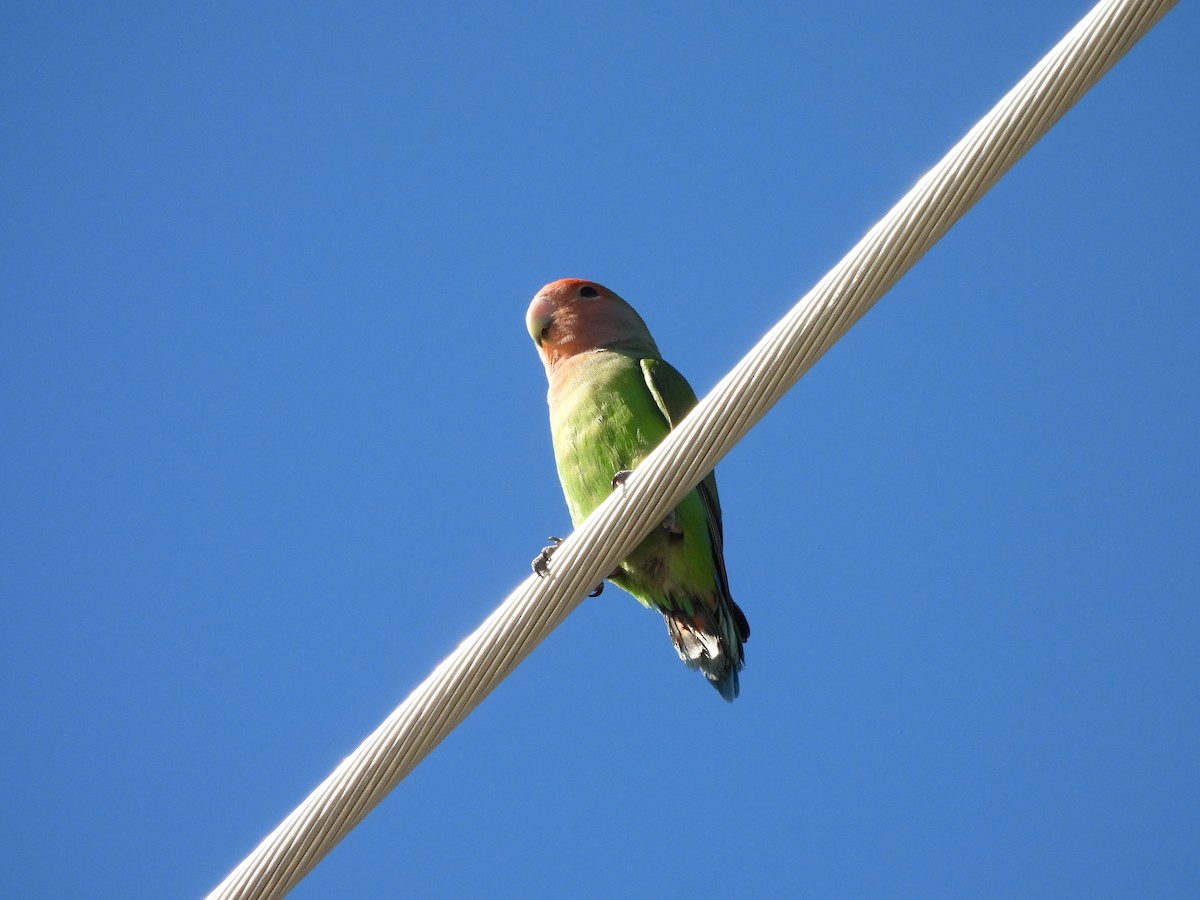 コザクラインコ - ML644776632