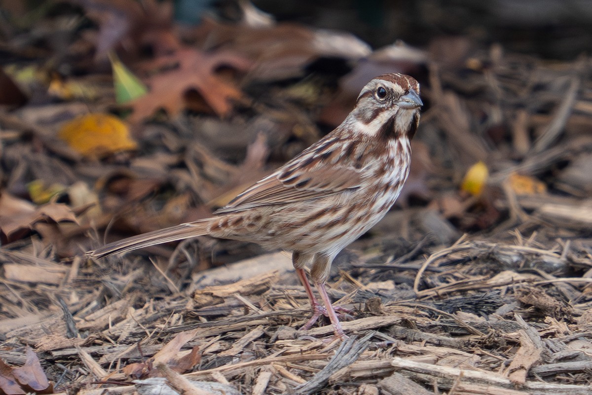 ウタスズメ - ML644776633