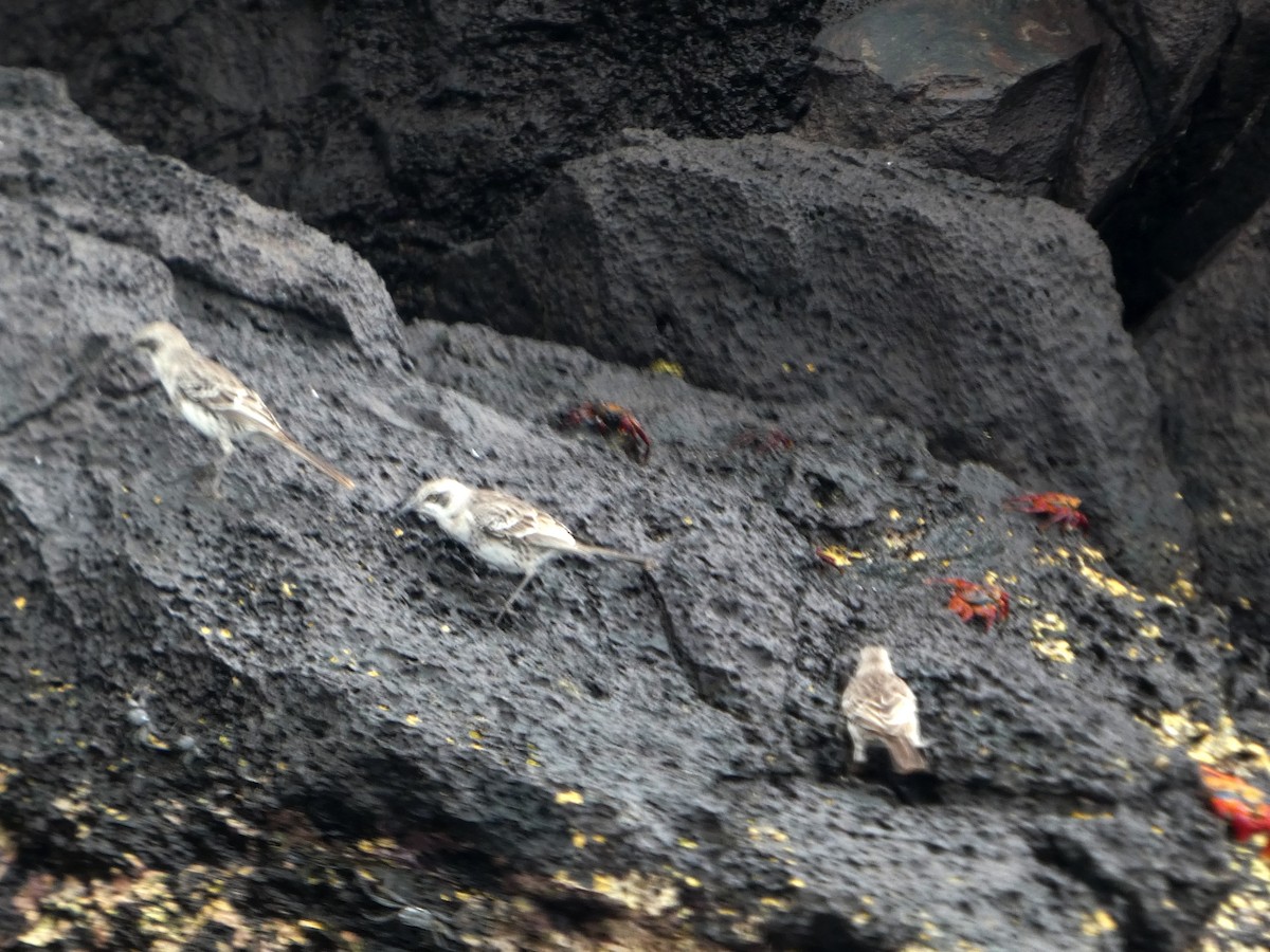 フッドマネシツグミ - ML644776634