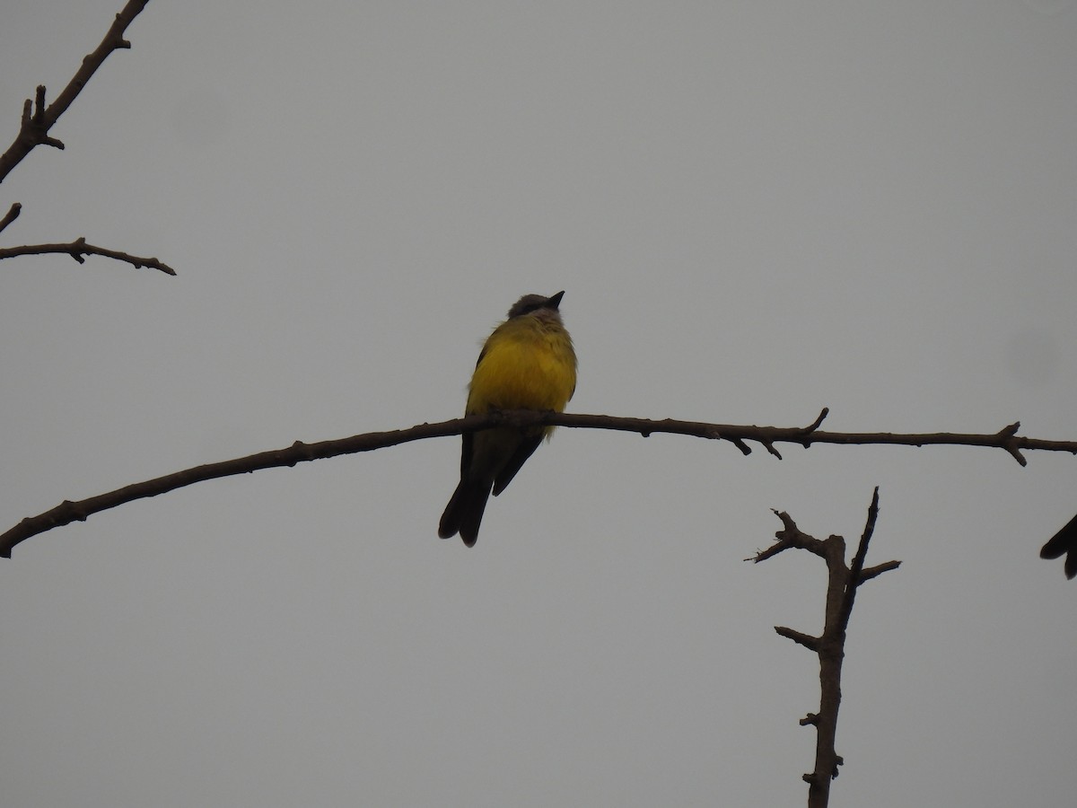 オリーブタイランチョウ - ML644776636