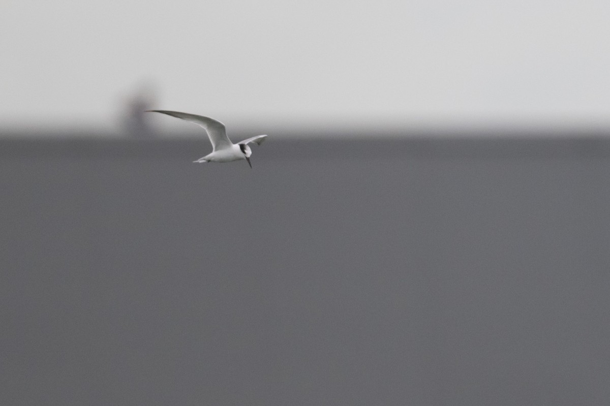 コアジサシ - ML644776637