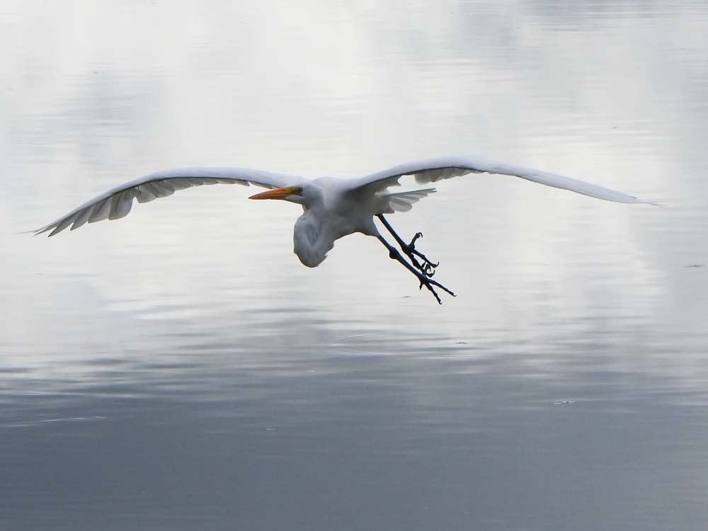 ダイサギ - ML644776638