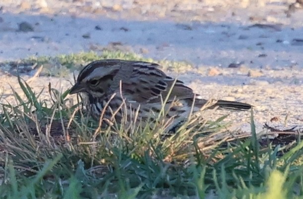 ウタスズメ - ML644776639