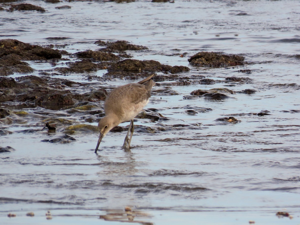 ハジロオオシギ - ML644776640