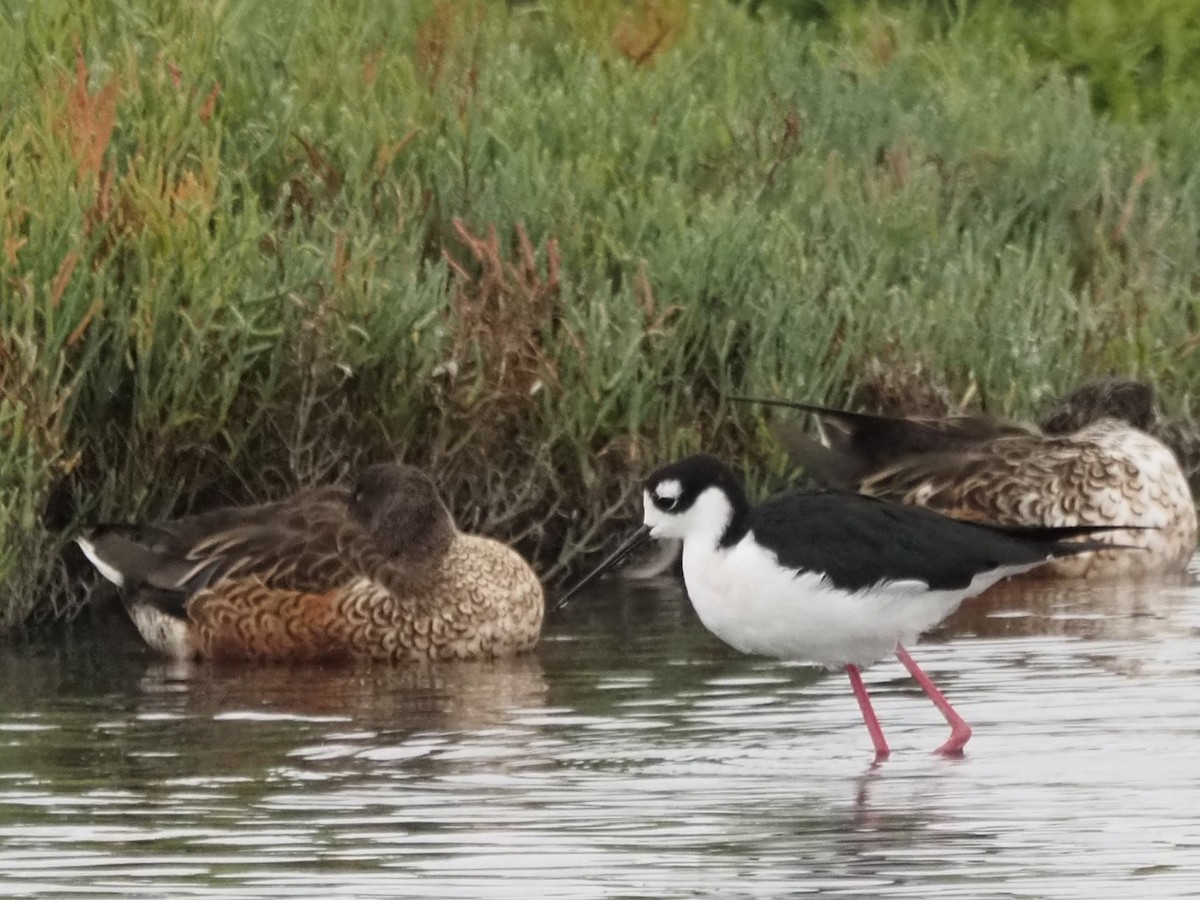 クロエリセイタカシギ - ML644776642