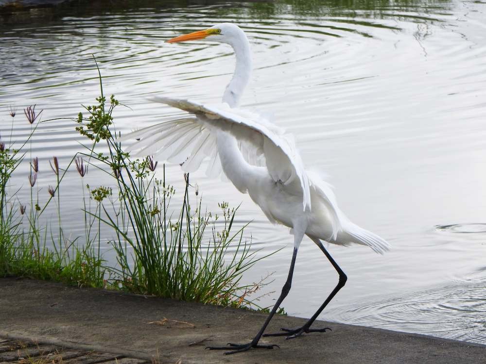 ダイサギ - ML644776643