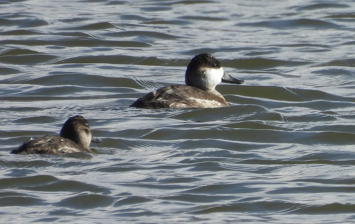 アカオタテガモ - ML644776644