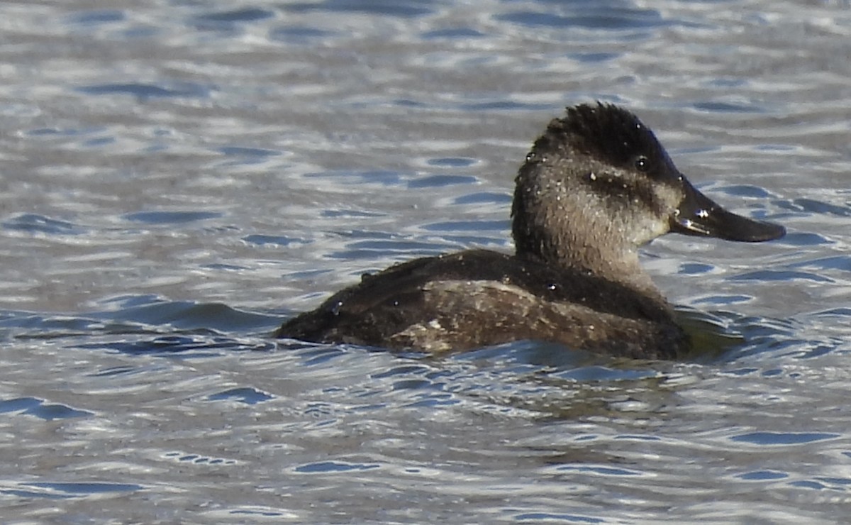 アカオタテガモ - ML644776645