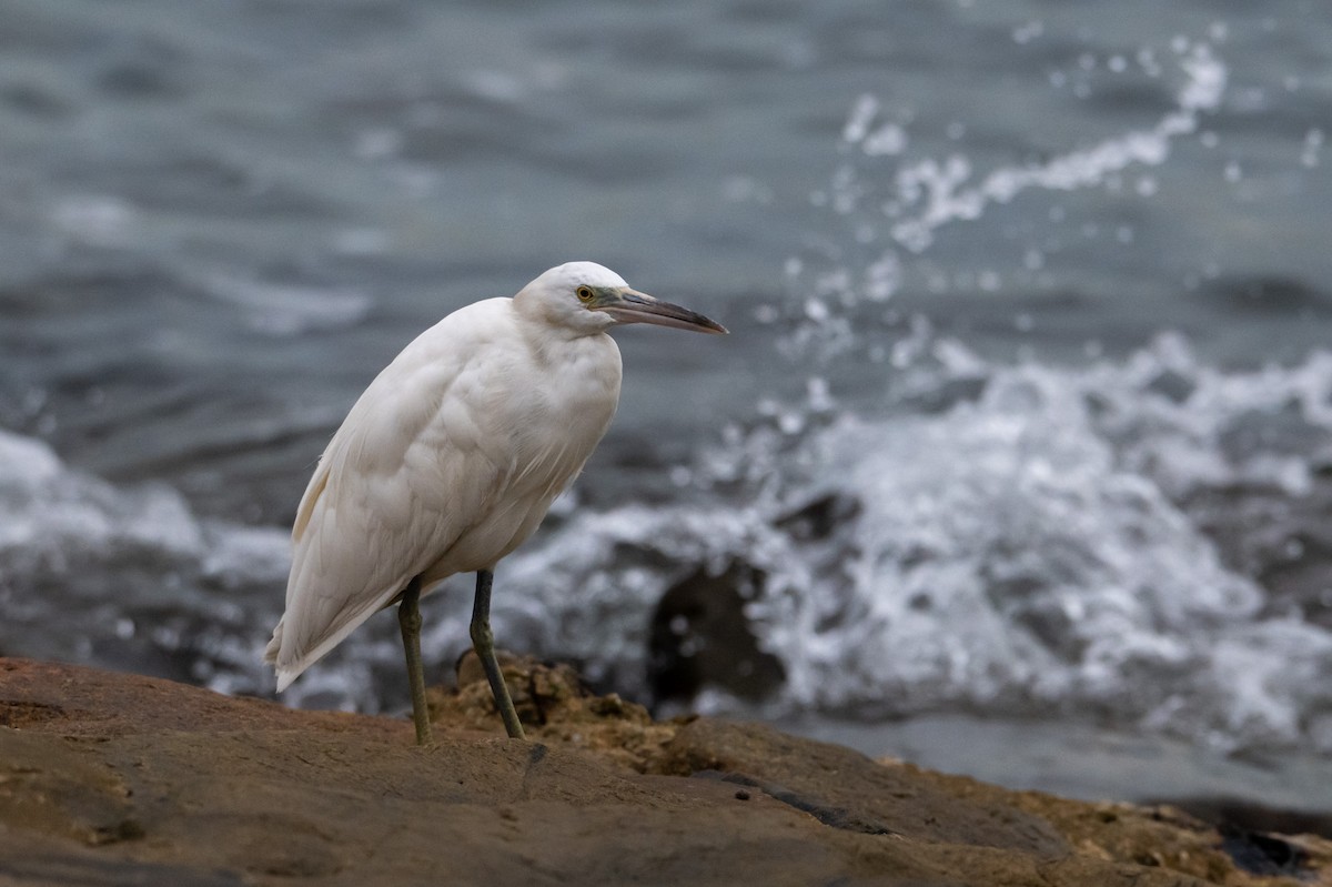 クロサギ - ML644776650