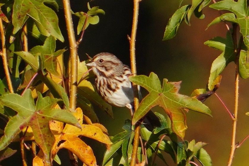 ウタスズメ - ML644776653