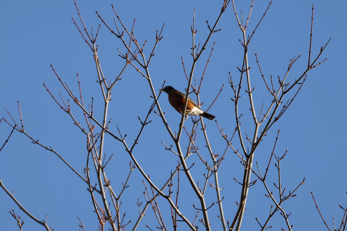 コマツグミ - ML644776655