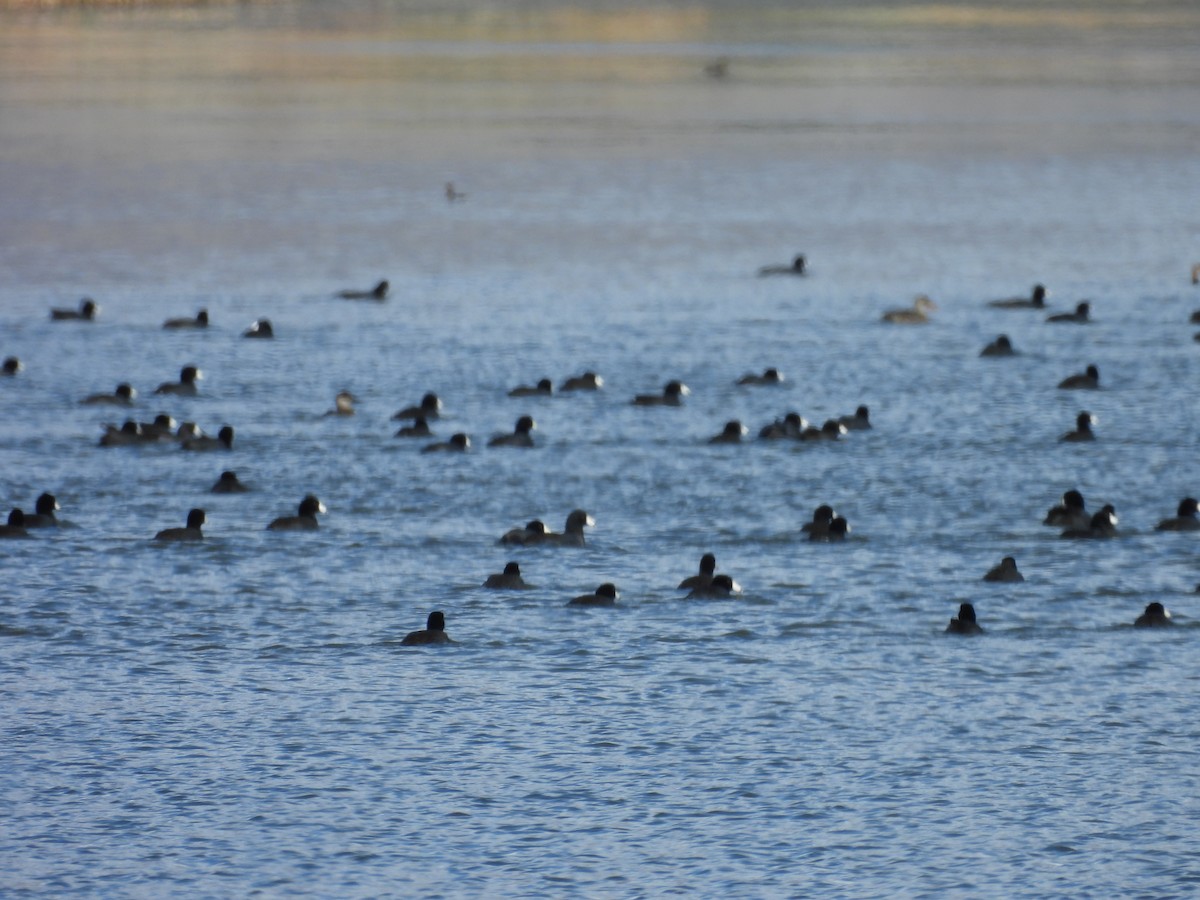 アメリカオオバン - ML644776656