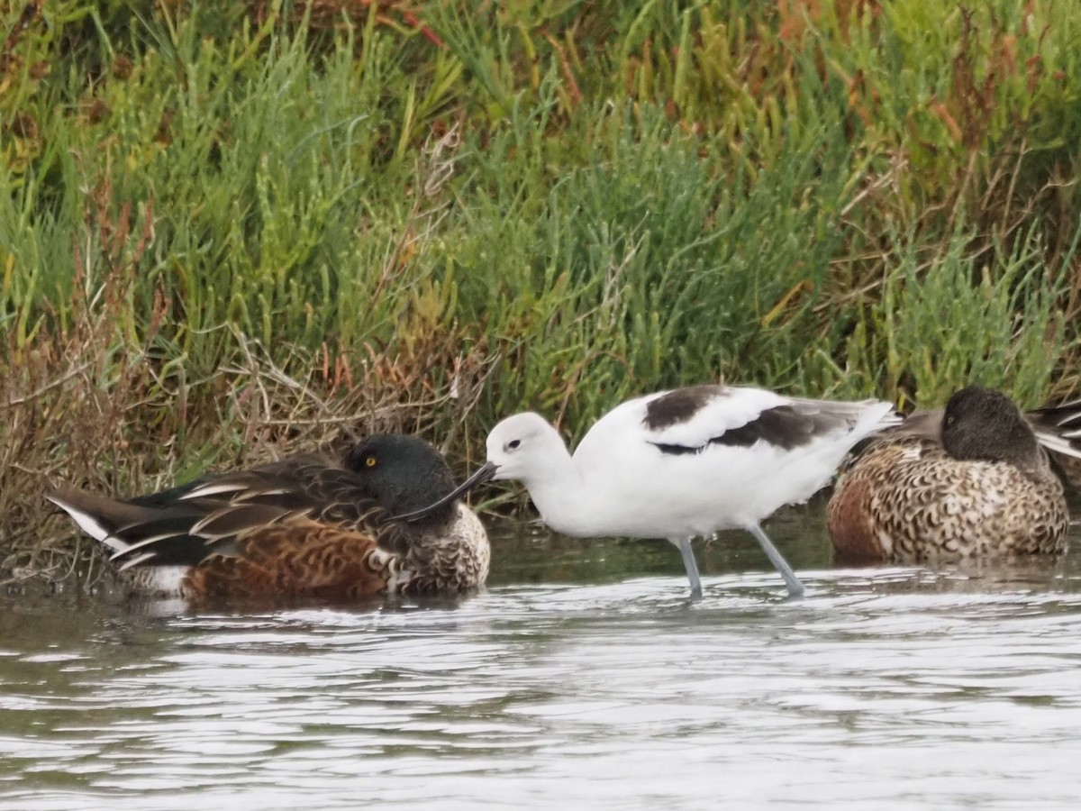 アメリカソリハシセイタカシギ - ML644776657