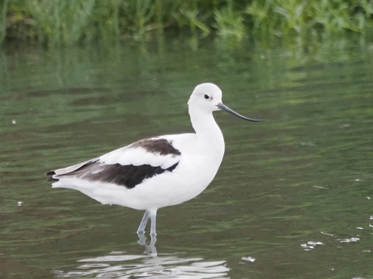 アメリカソリハシセイタカシギ - ML644776658