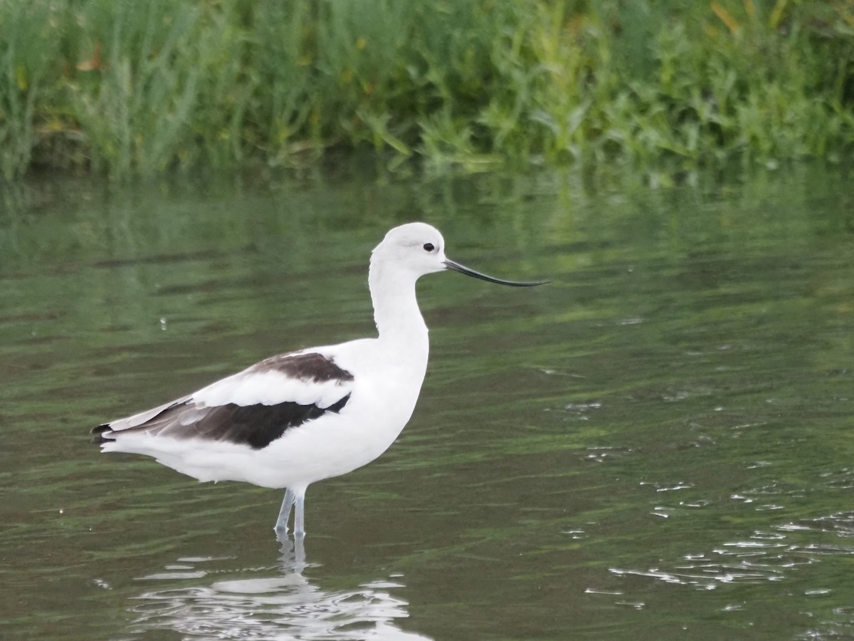 アメリカソリハシセイタカシギ - ML644776659