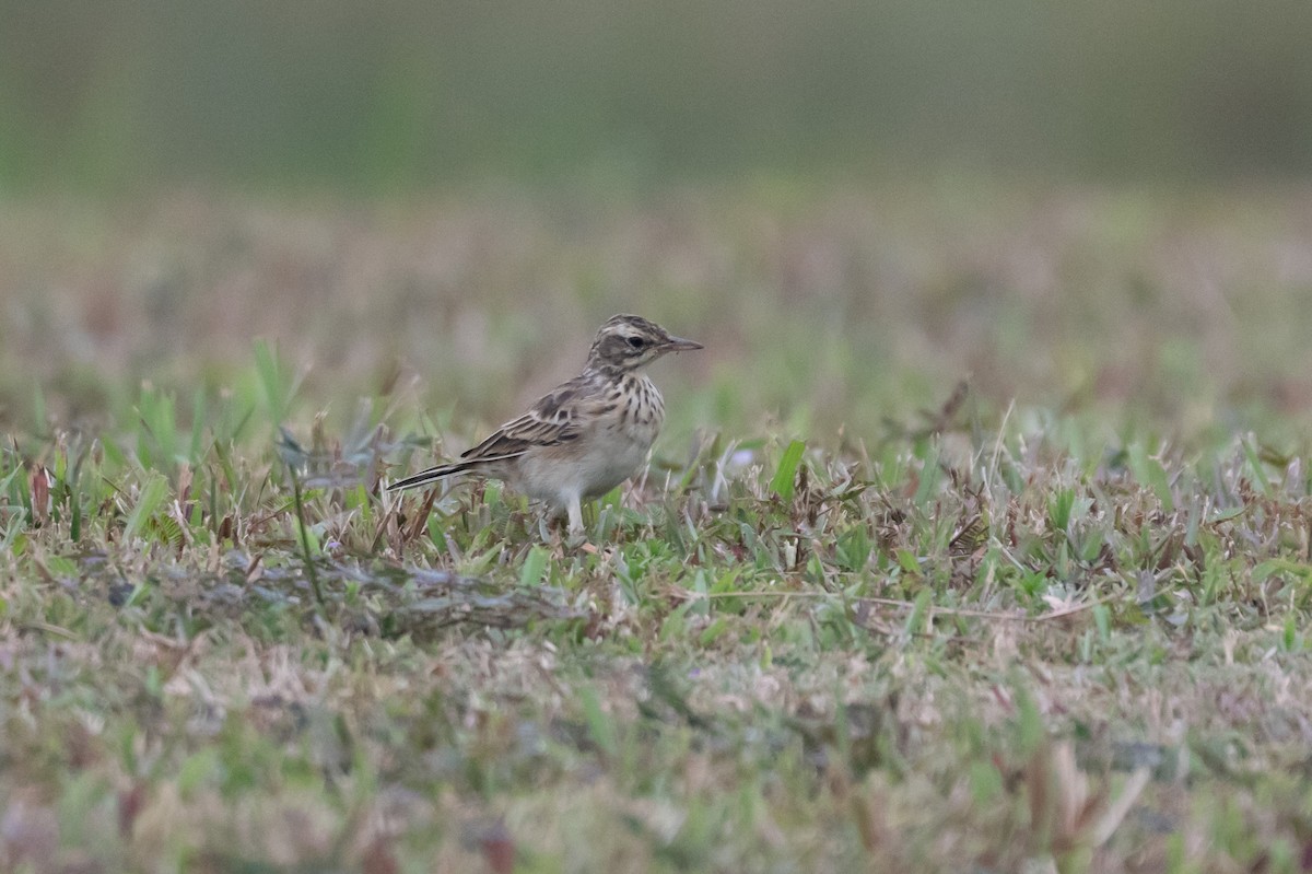 ヒメマミジロタヒバリ - ML644776660