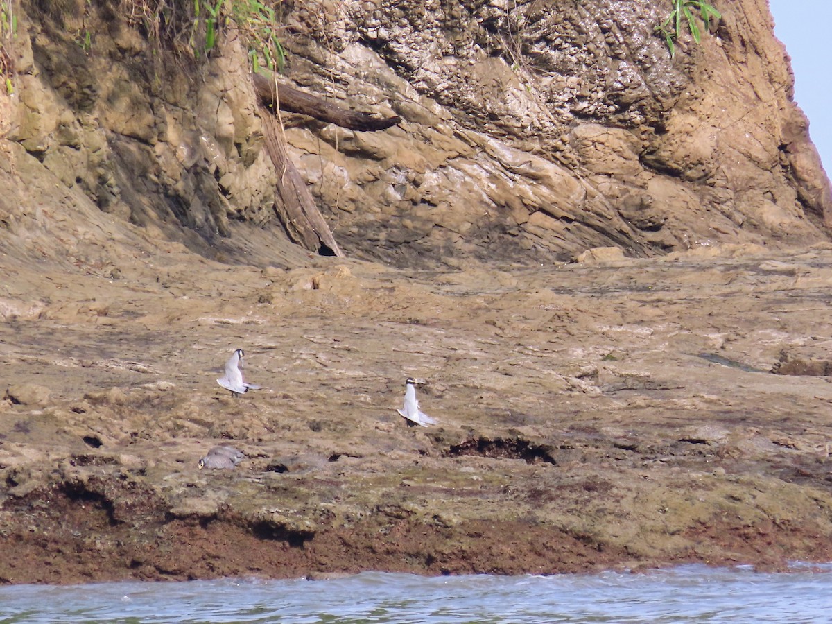 シラガゴイ - ML644776661