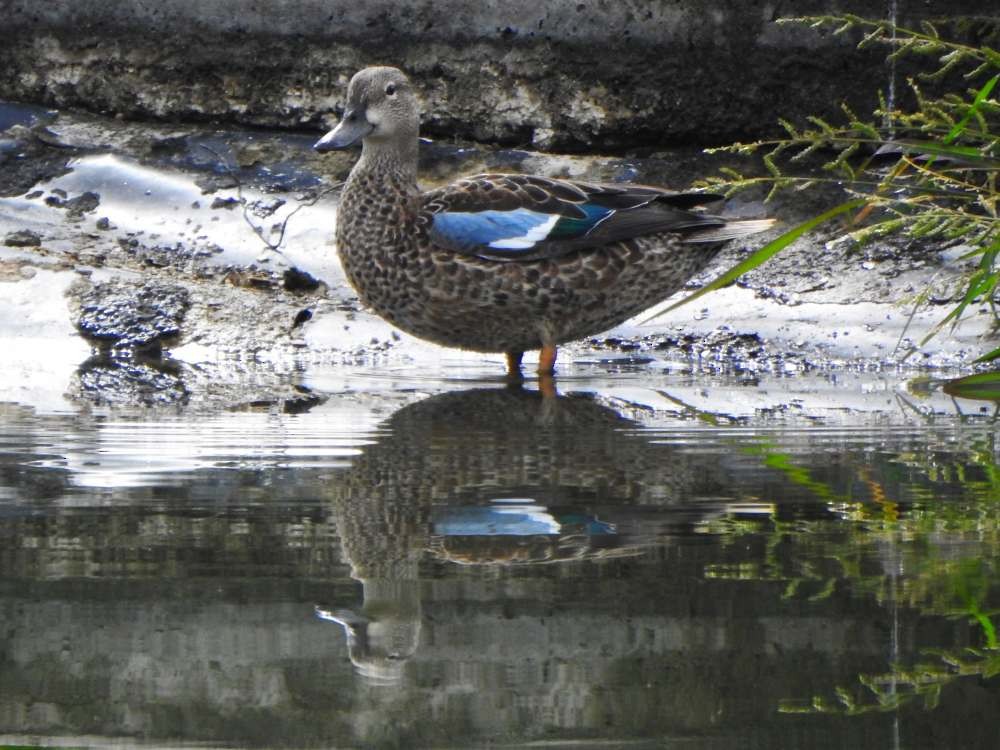 Blue-winged Teal - ML644776662