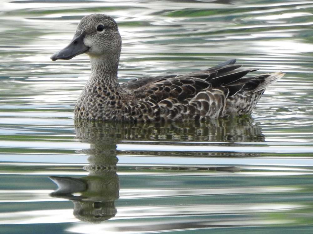 Blue-winged Teal - ML644776665