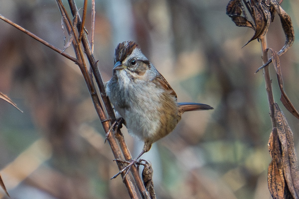 Swamp Sparrow - ML644776668