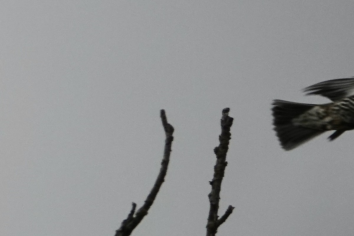 槲鶇 - ML644776686