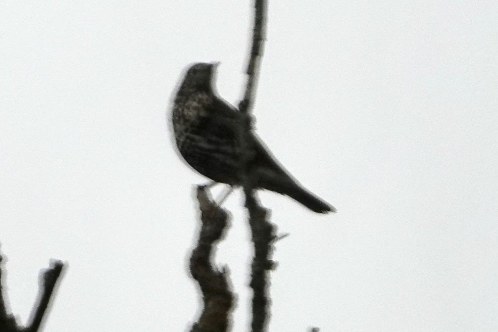 槲鶇 - ML644776687