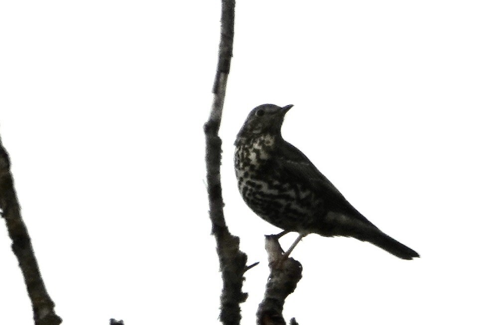 槲鶇 - ML644776688