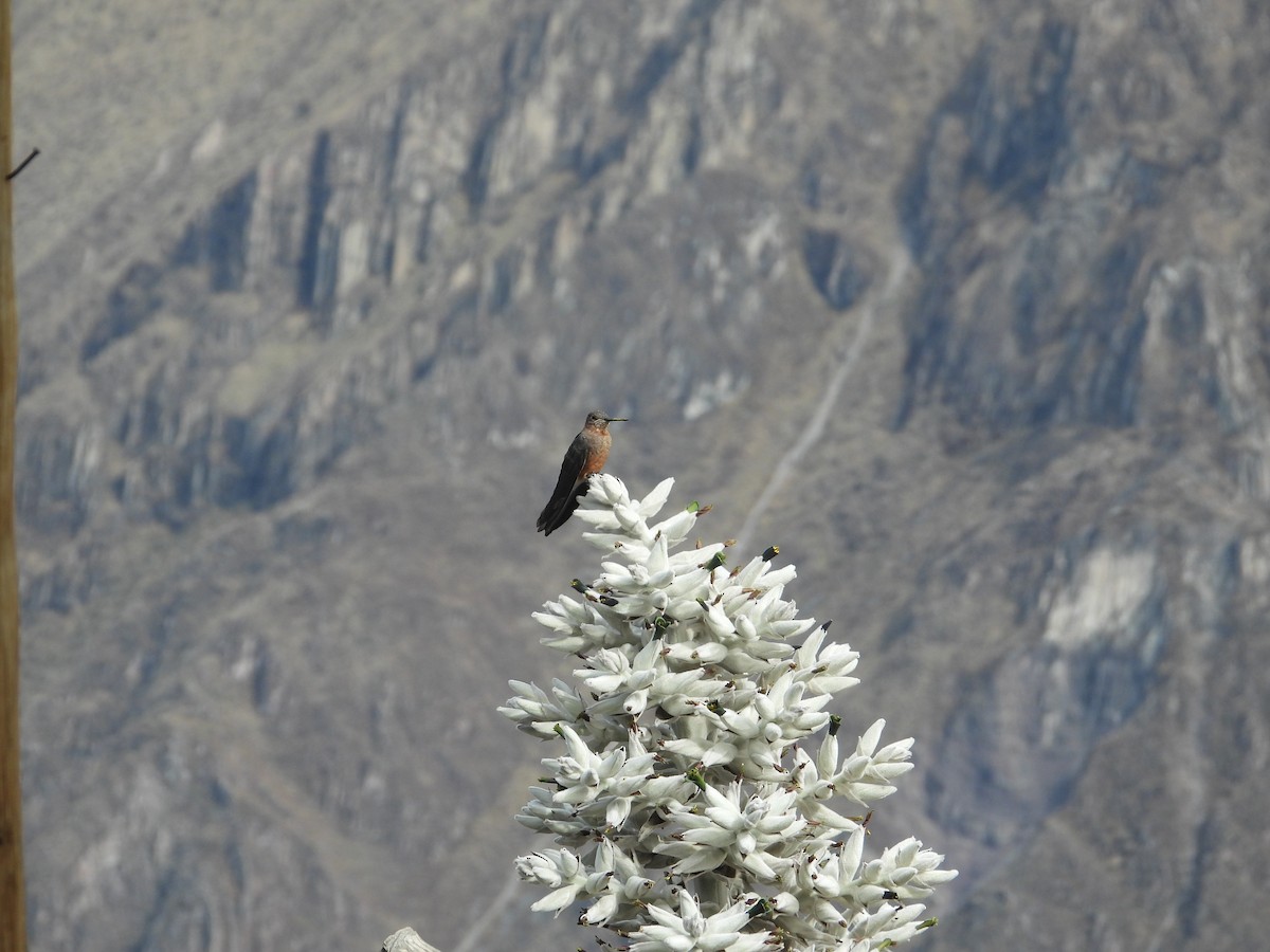 kjempekolibri - ML644776689