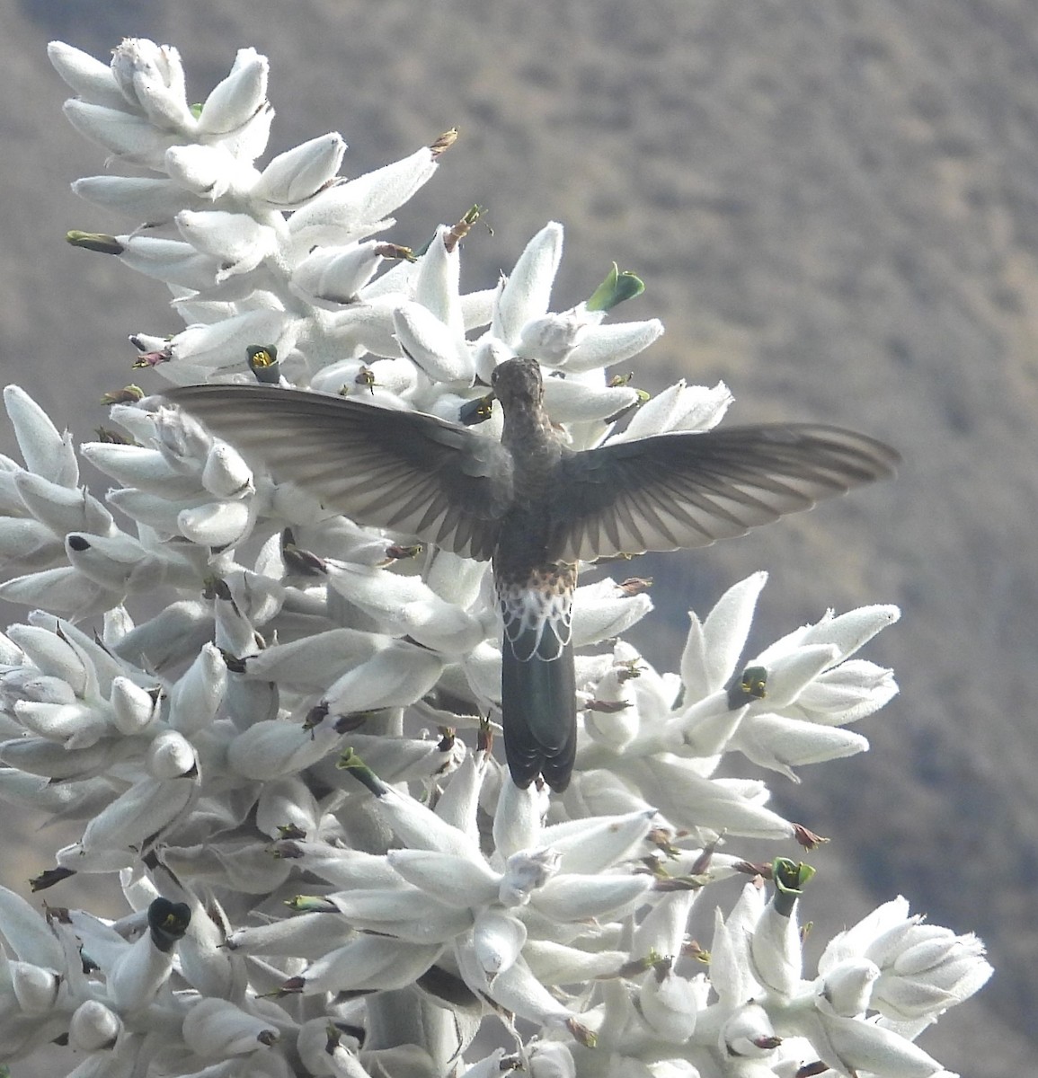 kjempekolibri - ML644776690