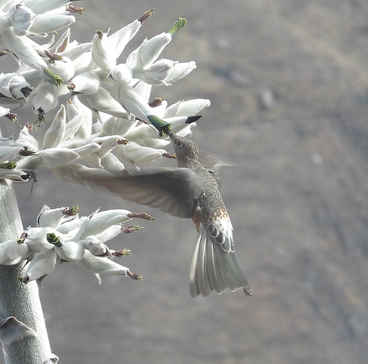 kjempekolibri - ML644776691