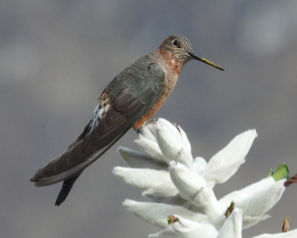 kjempekolibri - ML644776692