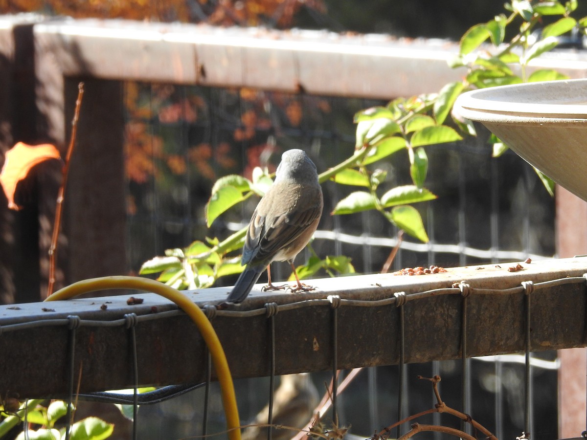 Dark-eyed Junco - ML644776693