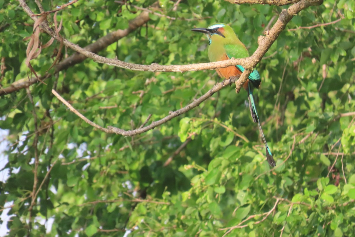 Turquoise-browed Motmot - ML644776714