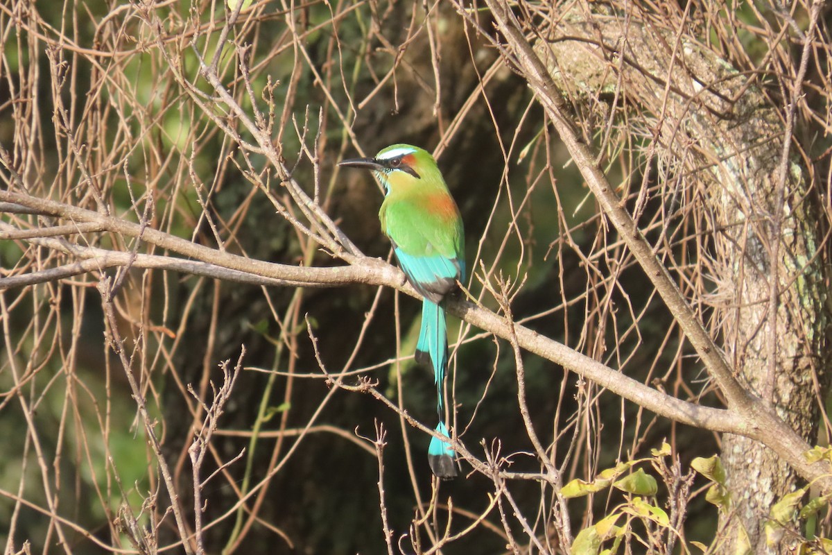 Turquoise-browed Motmot - ML644776715