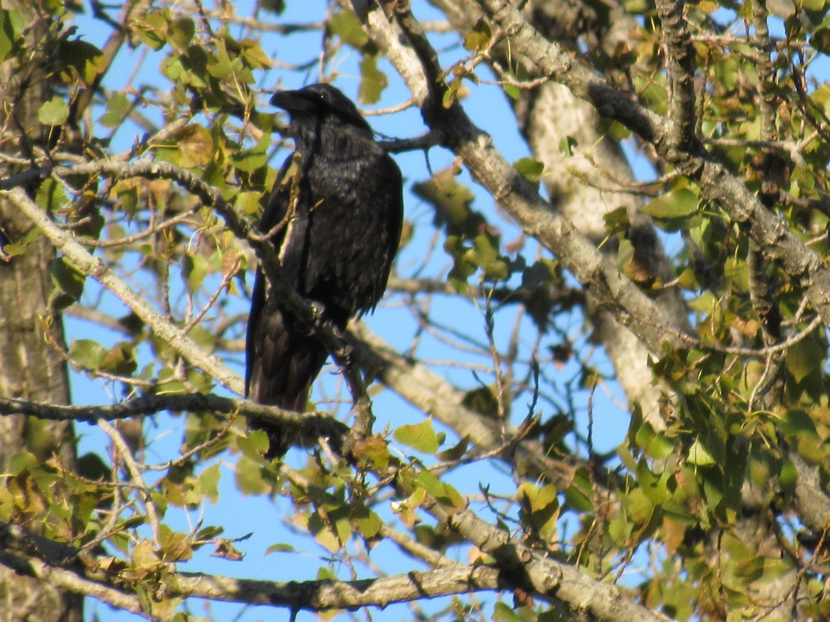 עורב שחור - ML644776726