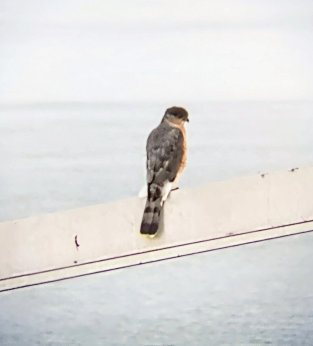 Яструб чорноголовий - ML644776730