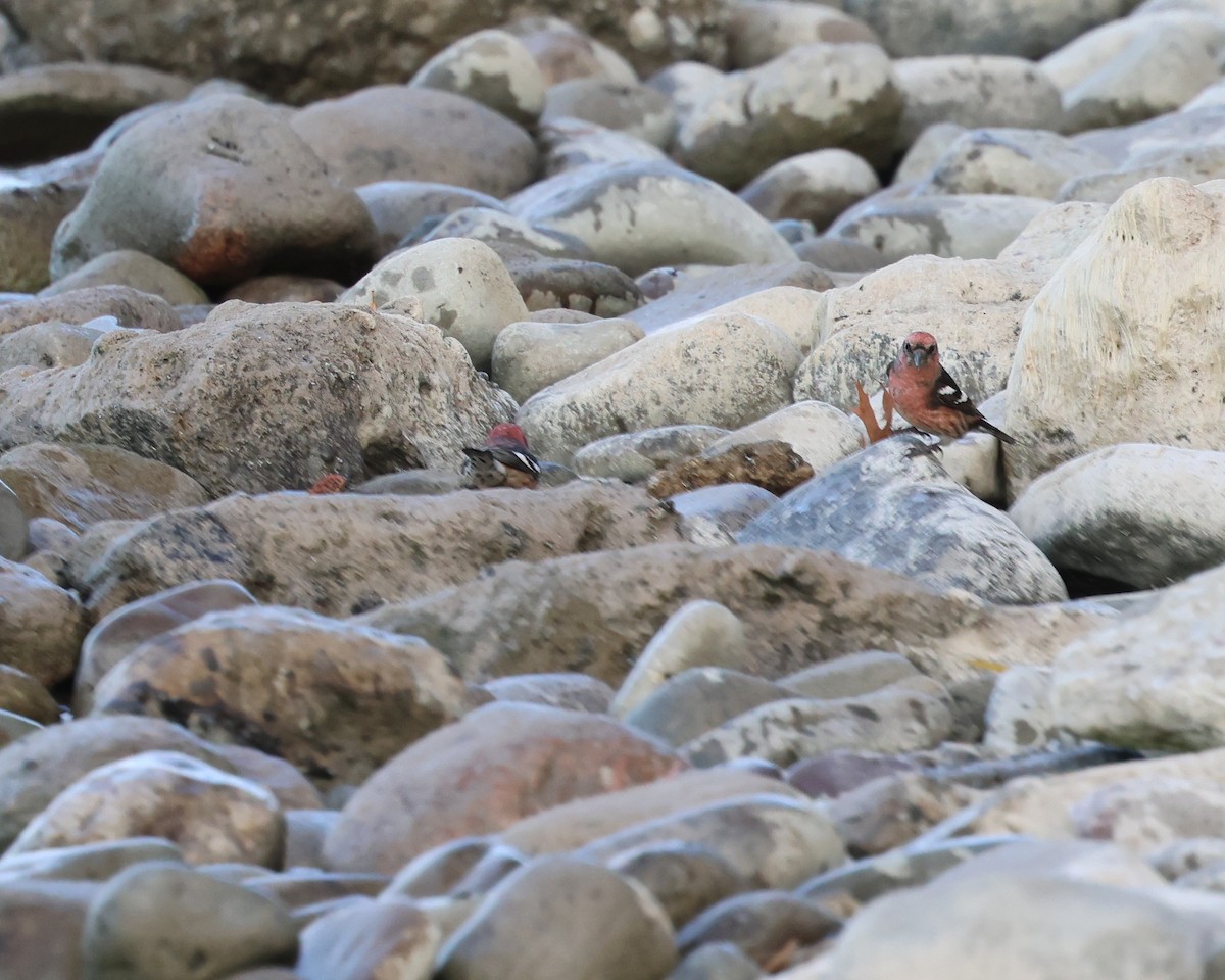 båndkorsnebb - ML644776737