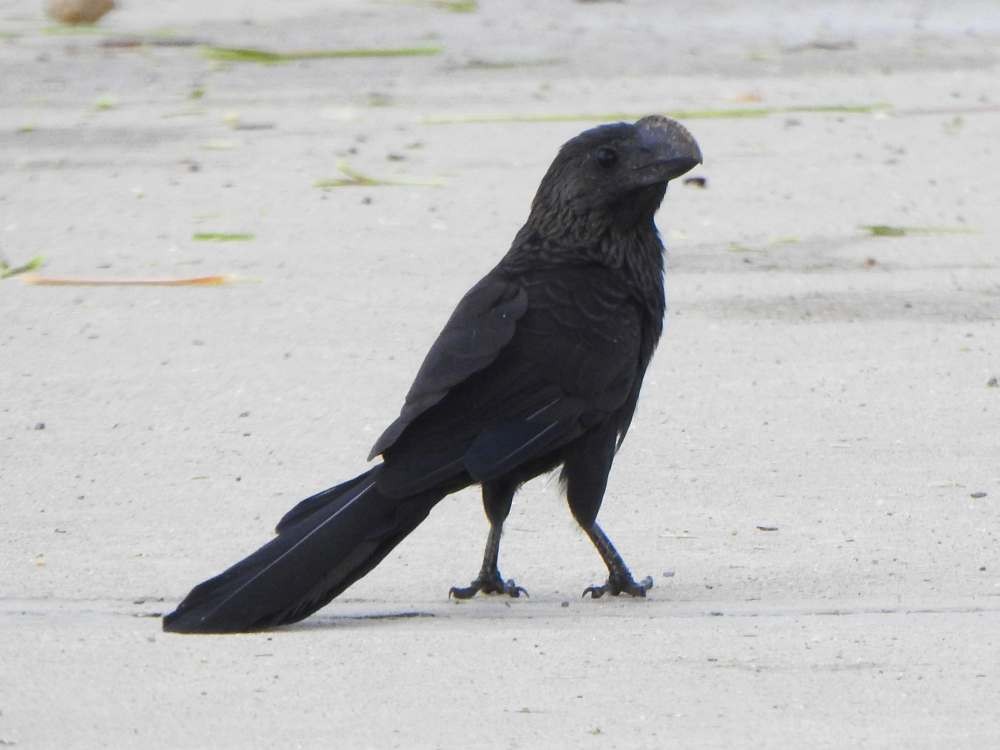 Düz Gagalı Ani - ML644776738