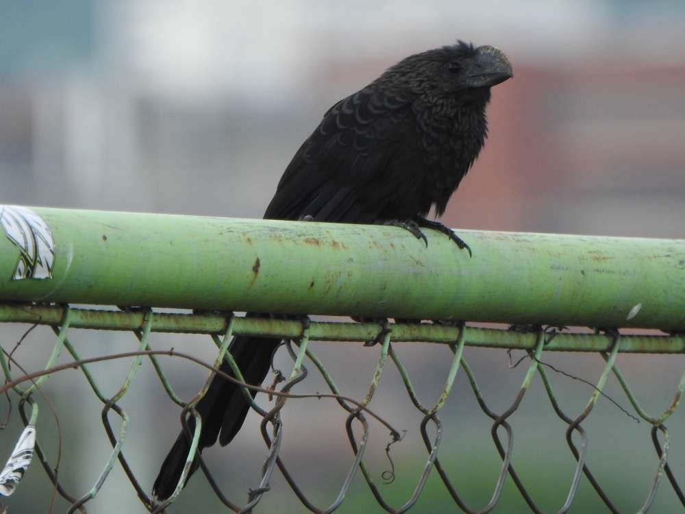 Düz Gagalı Ani - ML644776740