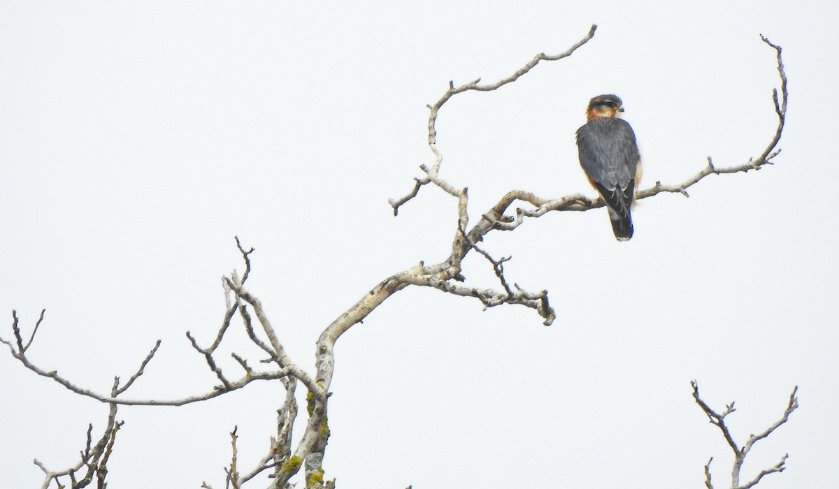 Merlin - ML644776741