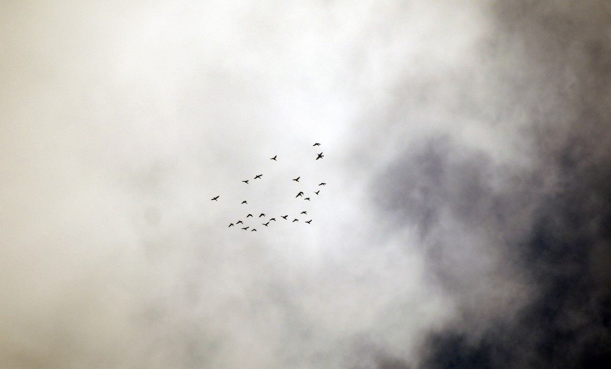 Canada Goose - ML644776745