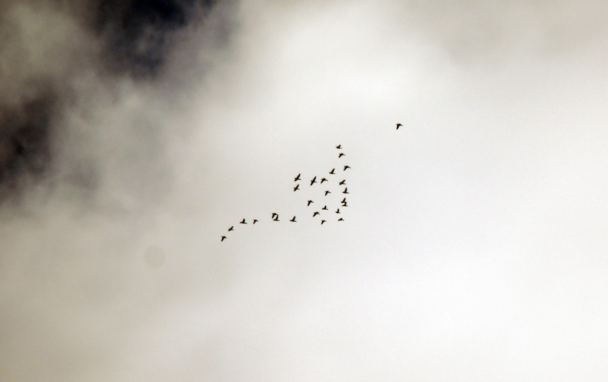 Canada Goose - ML644776746